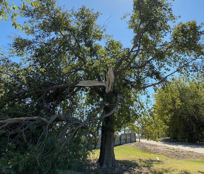 A Tree that is Damaged by Wind in Anna, Tx.